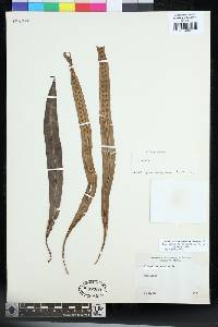 Lepisorus mehrae image