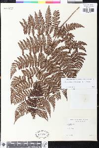 Dryopteris squamiseta image