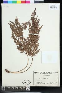 Davallia pyxidata image