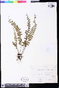 Asplenium sandersonii image