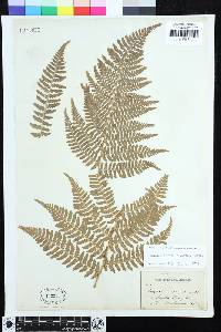 Dryopteris arguta image