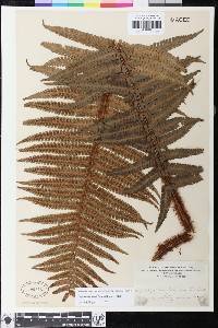 Dryopteris wallichiana image