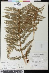 Polystichum dudleyi image