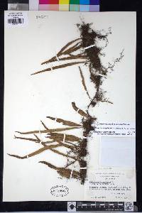 Pleopeltis complanata image