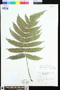 Steiropteris glandulosa image