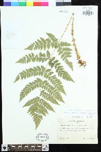 Dryopteris expansa image