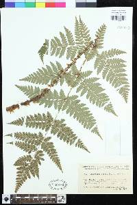 Dryopteris sabaei image