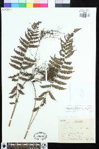 Steiropteris clypeolutata image