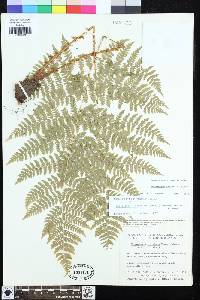 Dryopteris expansa image