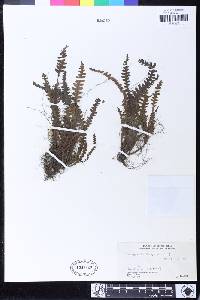 Polypodium khasyanum image