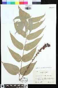 Cyrtomium macrophyllum image