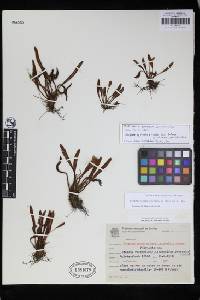Elaphoglossum horridulum image