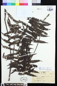Coryphopteris multisora image