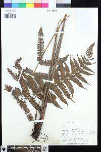 Steiropteris leprieurii image