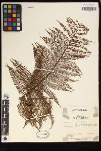 Sphaeropteris novae-caledoniae image