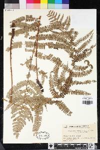 Polystichum hartwegii image