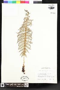 Polystichum multifidum image