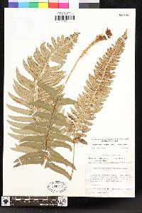 Polystichum californicum image