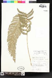 Polystichum californicum image