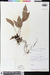 Elaphoglossum discolor image