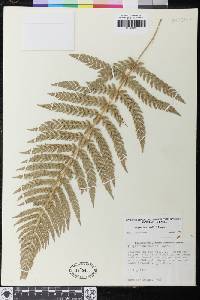 Polystichum dudleyi image