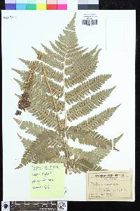 Dryopteris goldieana image