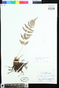 Dryopteris patula image