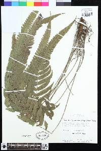 Goniopteris levyi image