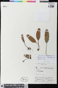 Elaphoglossum bellermannianum image