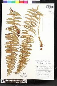 Polystichum imbricans image