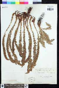 Dryopteris fragrans image