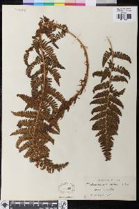 Polystichum speciosissimum image