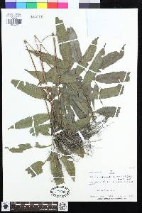 Goniopteris juruensis image
