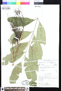 Meniscium arcanum image