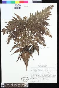 Dryopteris formosana image
