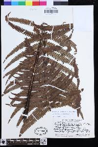 Dryopteris fuscoatra image