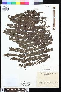 Steiropteris decussata image