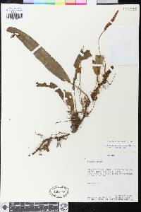 Elaphoglossum squarrosum image