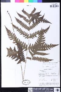 Tectaria paradoxa image