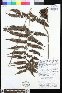 Steiropteris leprieurii image