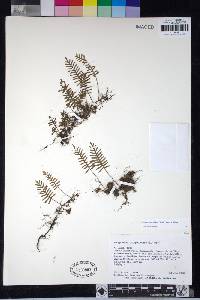 Pleopeltis acicularis image