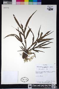 Pleopeltis christensenii image