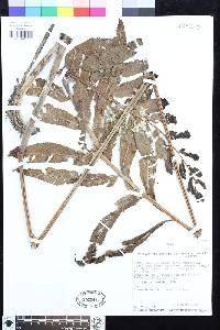 Meniscium serratum image