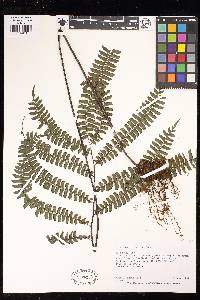 Adiantum fructuosum image