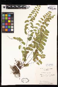 Adiantum philippense subsp. philippense image