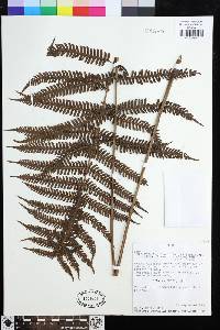 Steiropteris leprieurii image