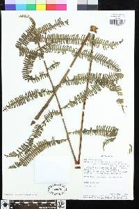 Steiropteris decussata image