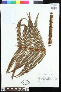 Dryopteris wallichiana image