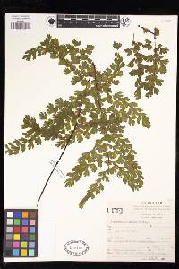 Adiantum concinnum image