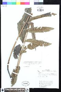 Meniscium chrysodioides image